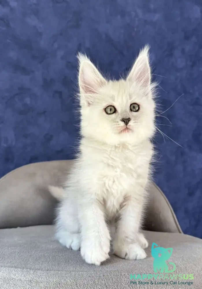 Zabawa Maine Coon female black silver shaded - live animals