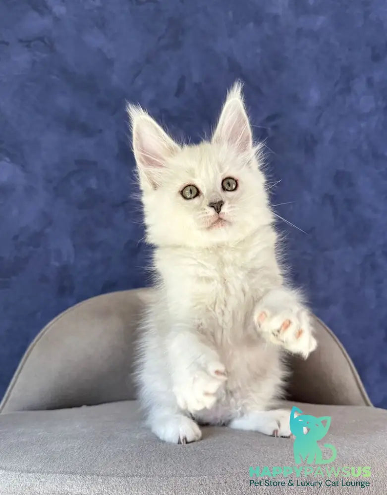 Zabawa Maine Coon female black silver shaded - live animals