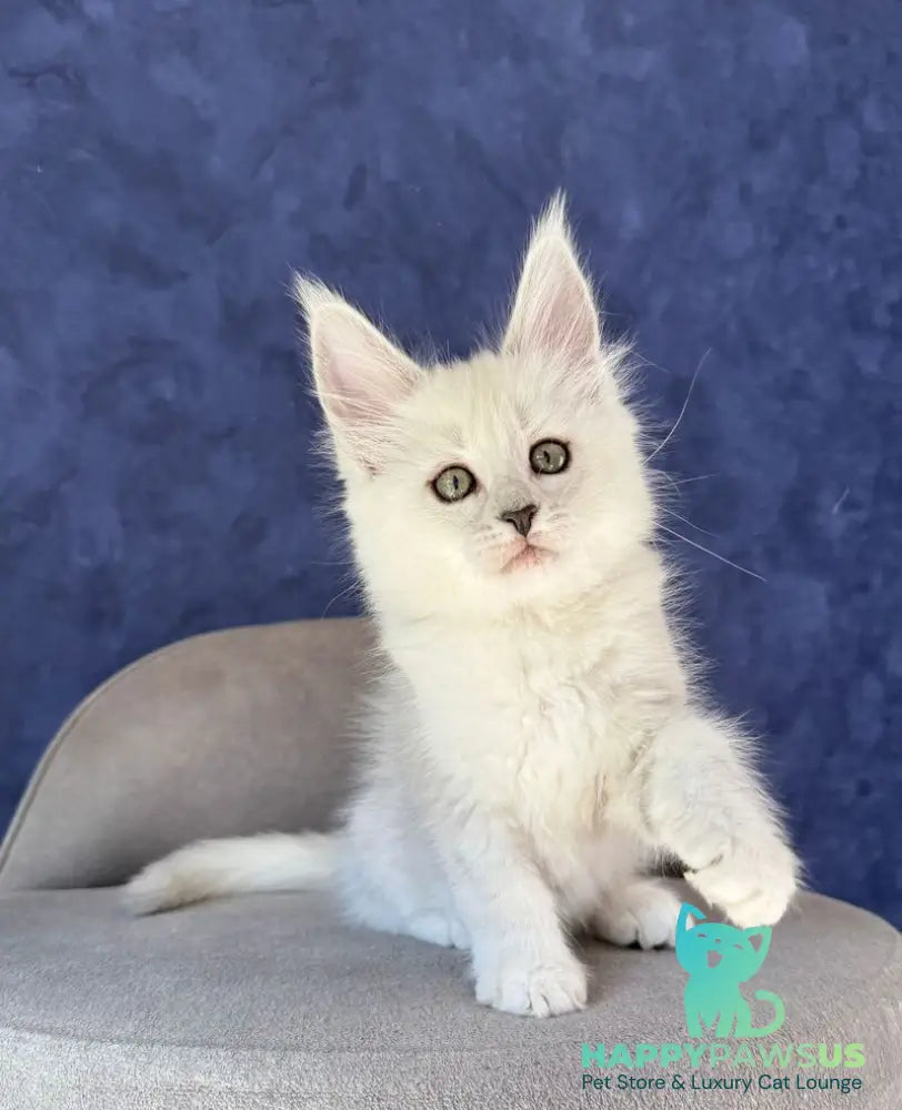 Zabawa Maine Coon female black silver shaded - live animals