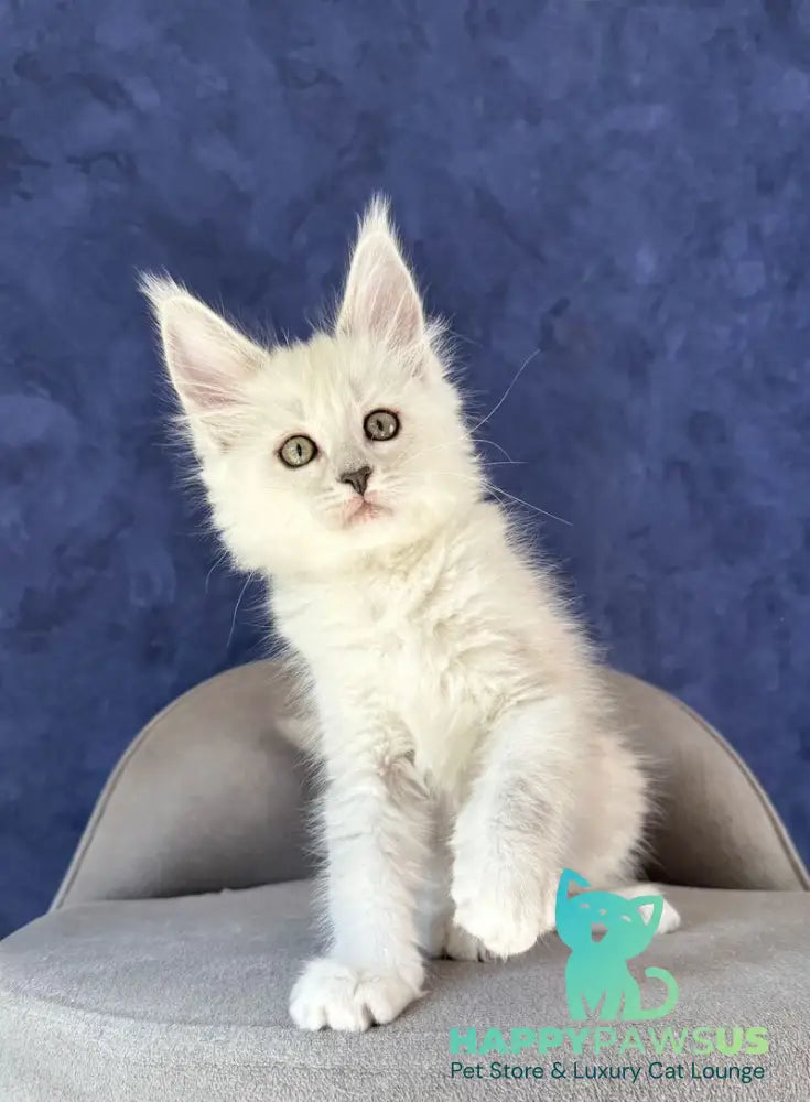 Zabawa Maine Coon female black silver shaded - live animals