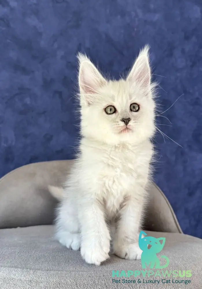 Zabawa Maine Coon female black silver shaded - live animals