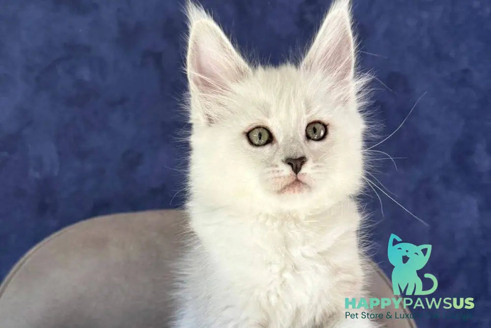Zabawa Maine Coon female black silver shaded - live animals