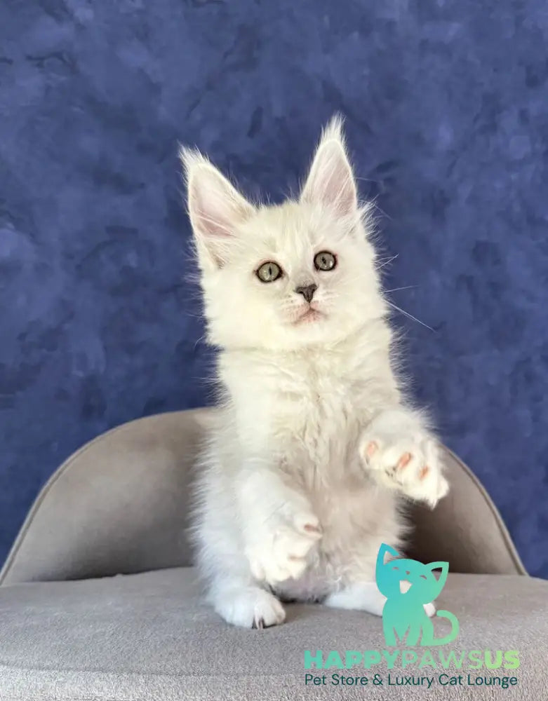 Zabawa Maine Coon female black silver shaded - live animals
