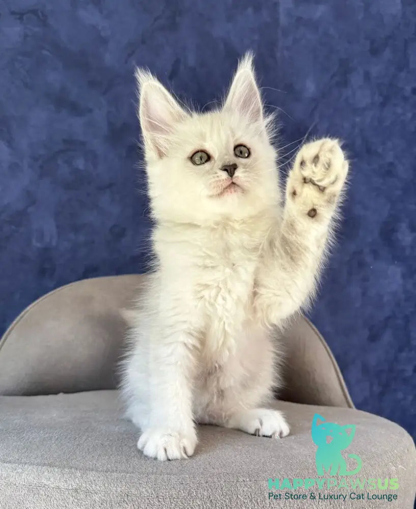 Zabawa Maine Coon female black silver shaded - live animals