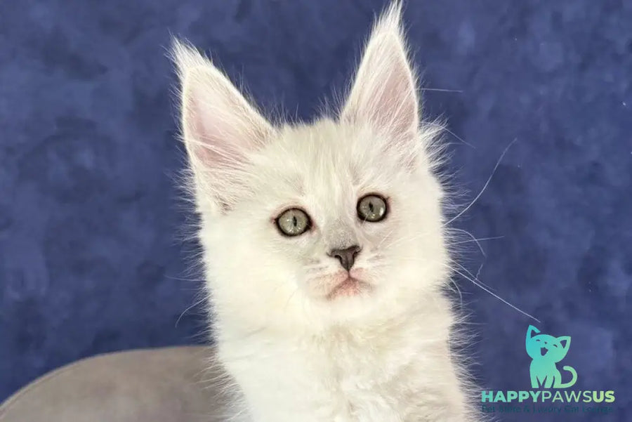 Zabawa Maine Coon female black silver shaded - live animals