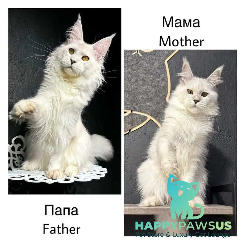 Zabawa Maine Coon female black silver shaded - live animals