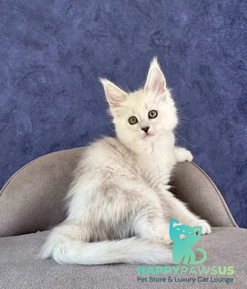 Zabawa Maine Coon female black silver shaded - live animals