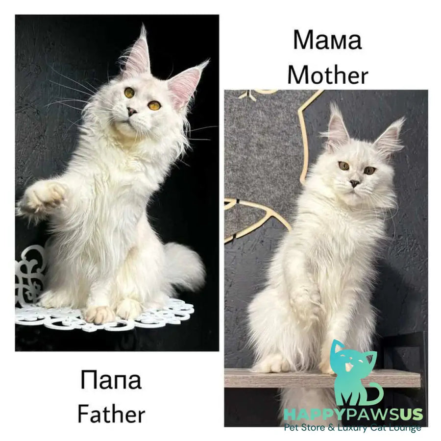 Zabawa Maine Coon female black silver shaded - live animals