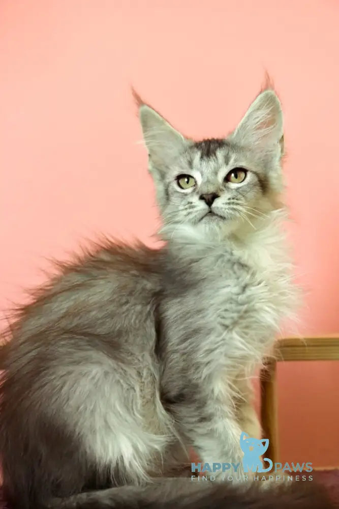 Zabrina Maine Coon female black silver ticked tabby live animals