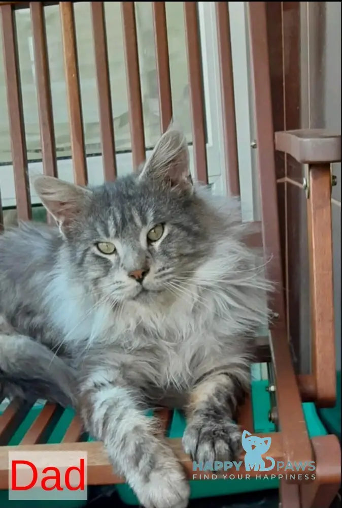 Zabrina Maine Coon female black silver ticked tabby live animals