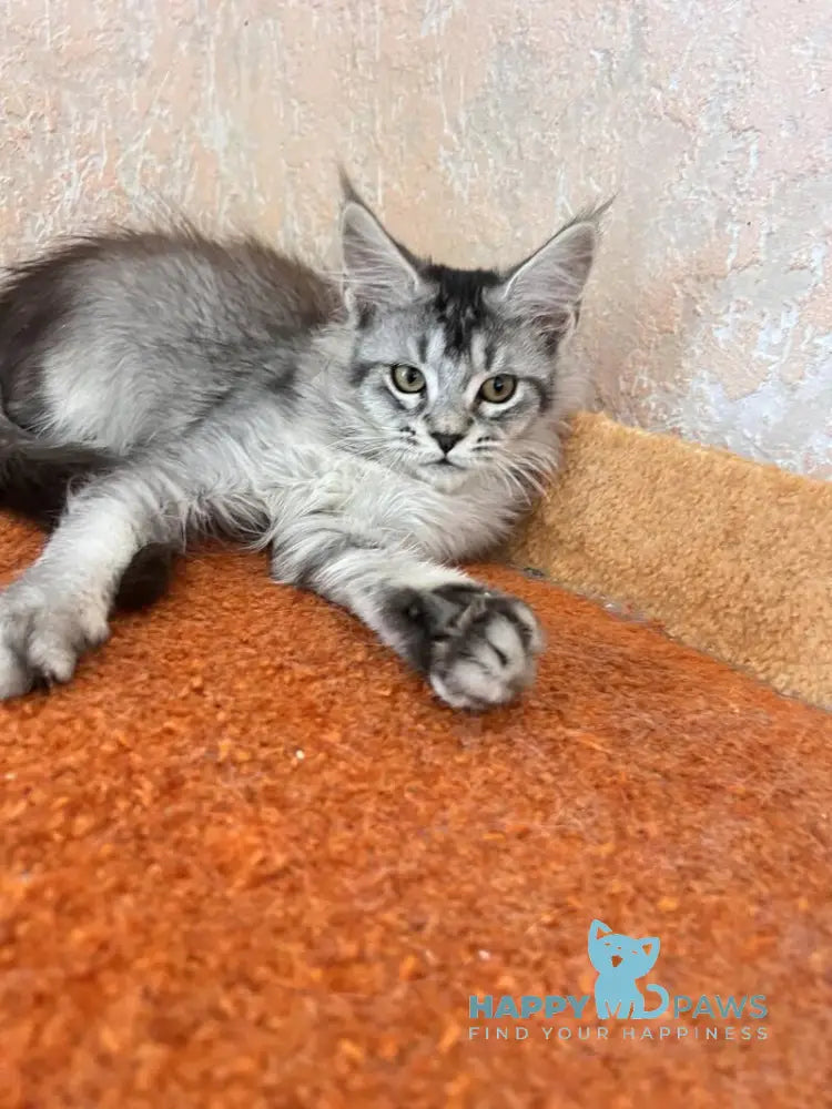 Zabrina Maine Coon female black silver ticked tabby live animals