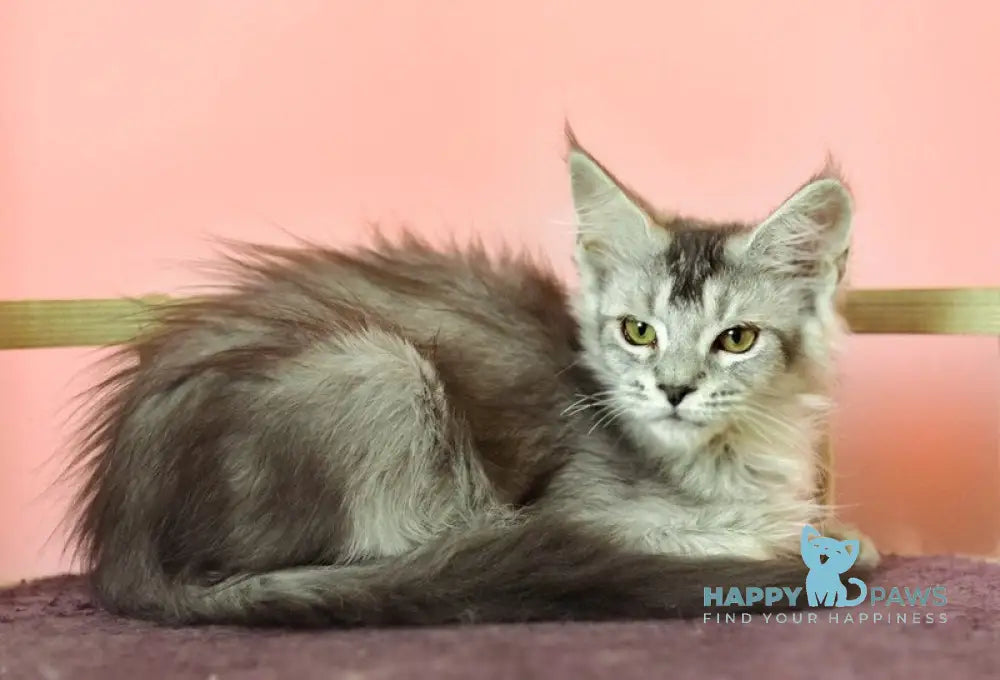 Zabrina Maine Coon female black silver ticked tabby live animals