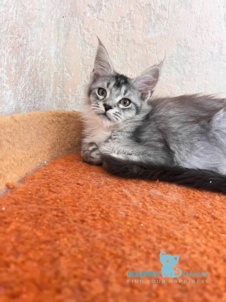 Zabrina Maine Coon female black silver ticked tabby live animals