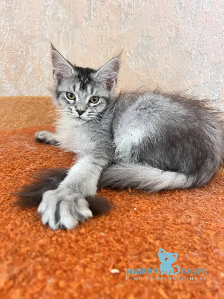 Zabrina Maine Coon female black silver ticked tabby live animals