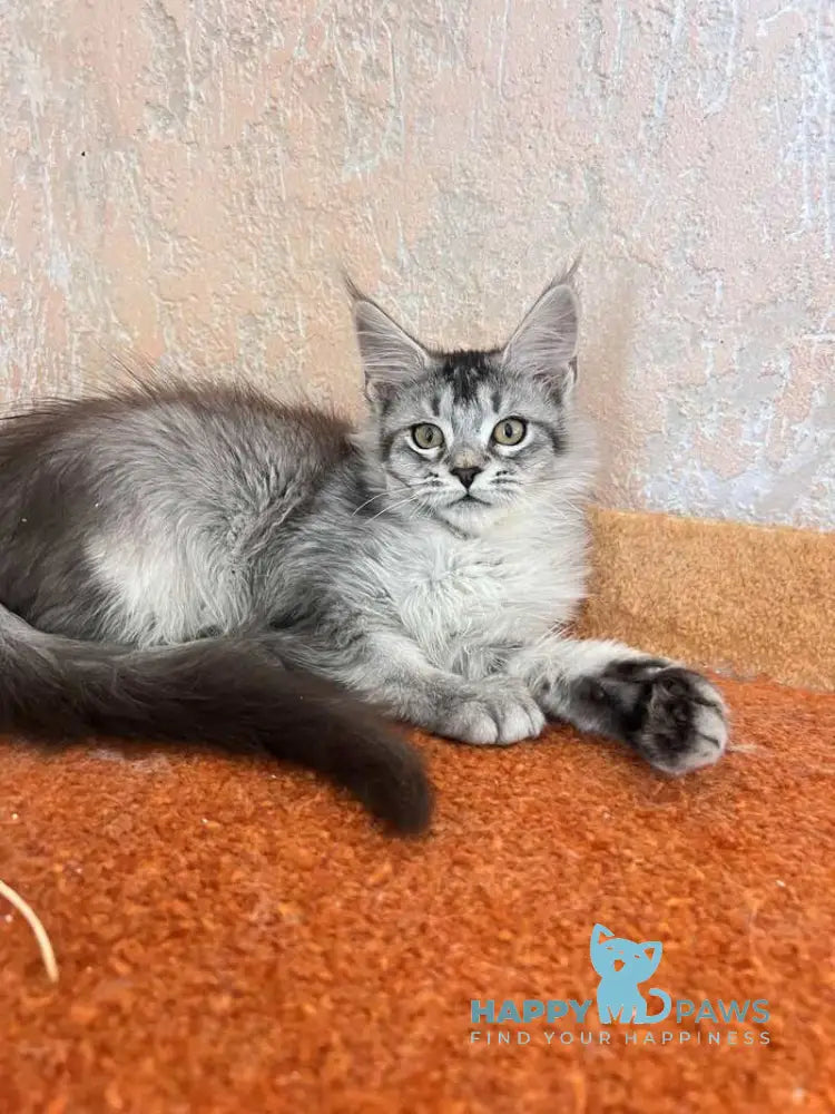 Zabrina Maine Coon female black silver ticked tabby live animals