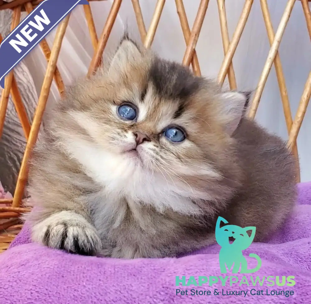 Zachar British Longhair male black golden ticked tabby - live animals