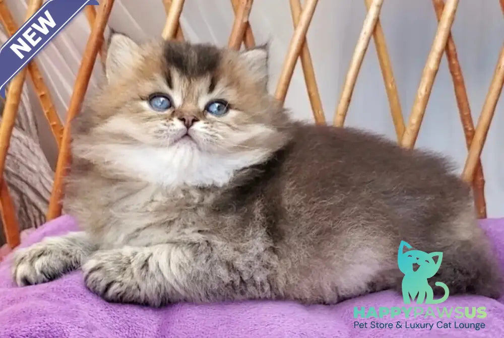 Zachar British Longhair male black golden ticked tabby - live animals