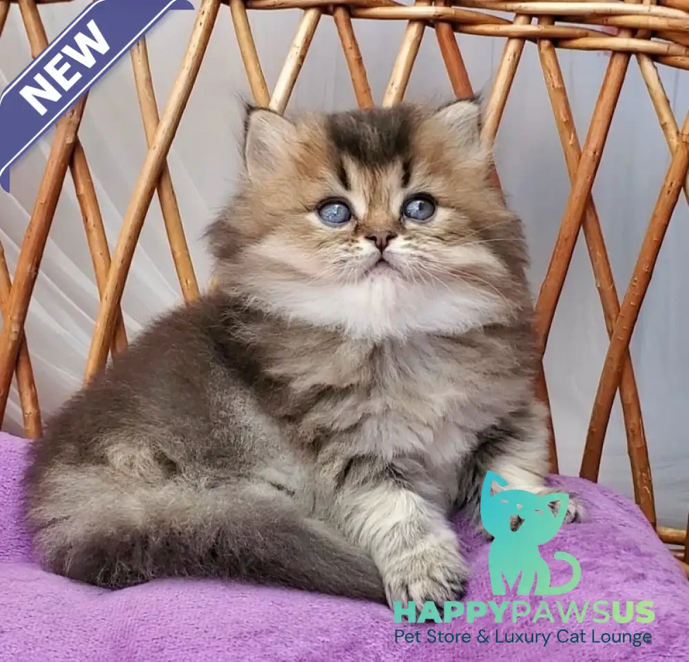Zachar British Longhair male black golden ticked tabby - live animals