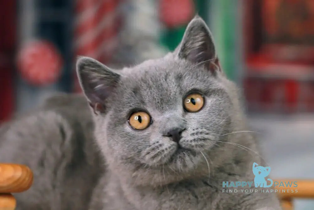 Zachar British Shorthair male blue live animals