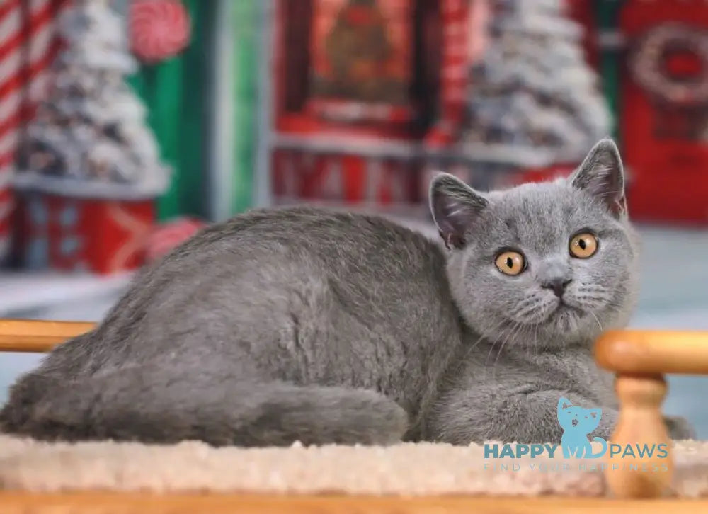 Zachar British Shorthair male blue live animals