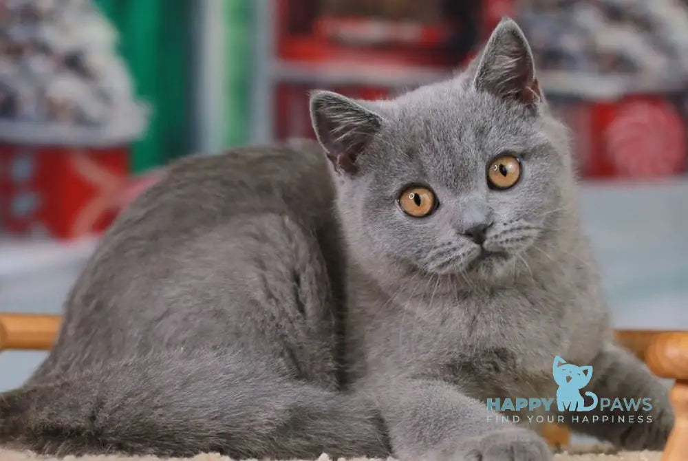 Zachar British Shorthair male blue live animals