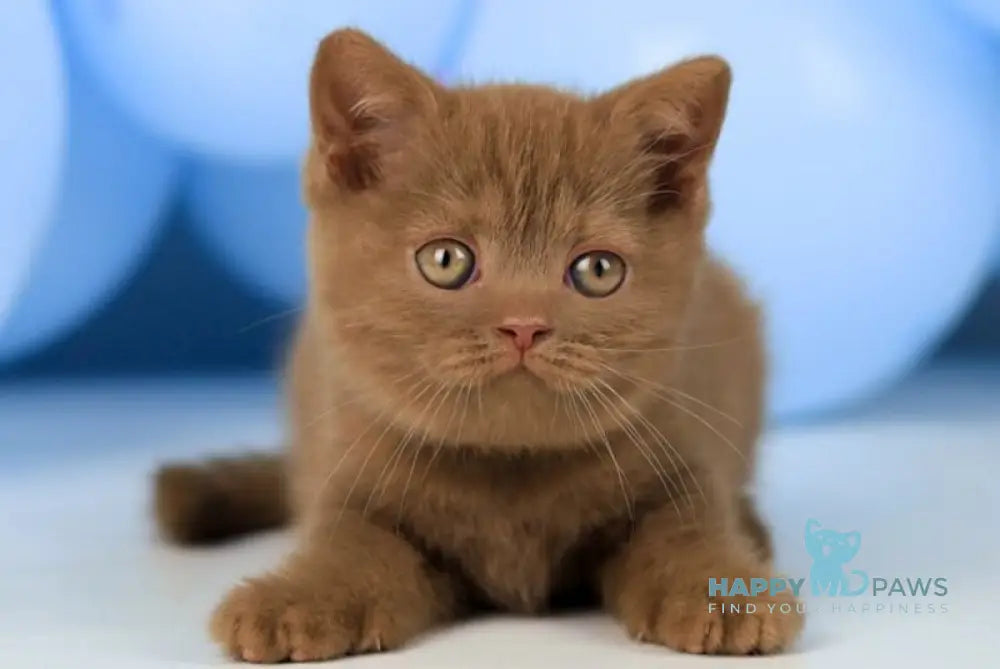 Zachar British Shorthair male cinnamon live animals