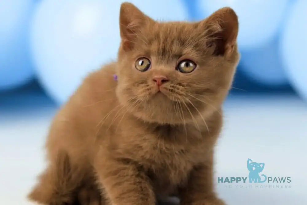 Zachar British Shorthair male cinnamon live animals