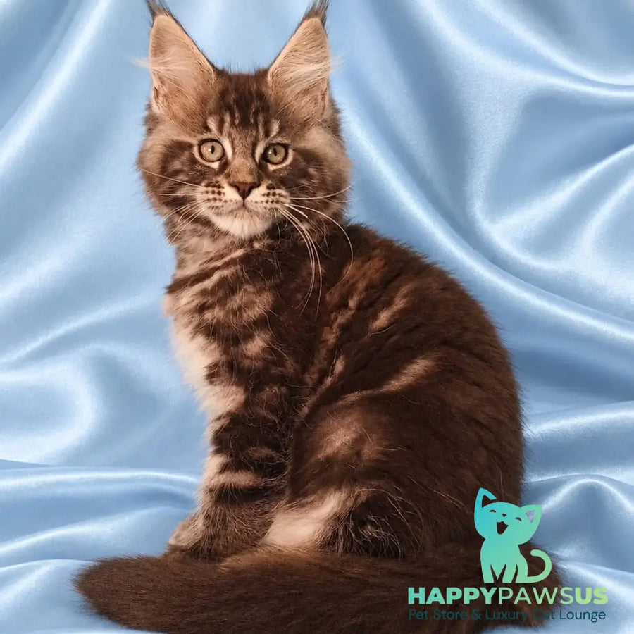 Zachar Maine Coon male black tabby - live animals