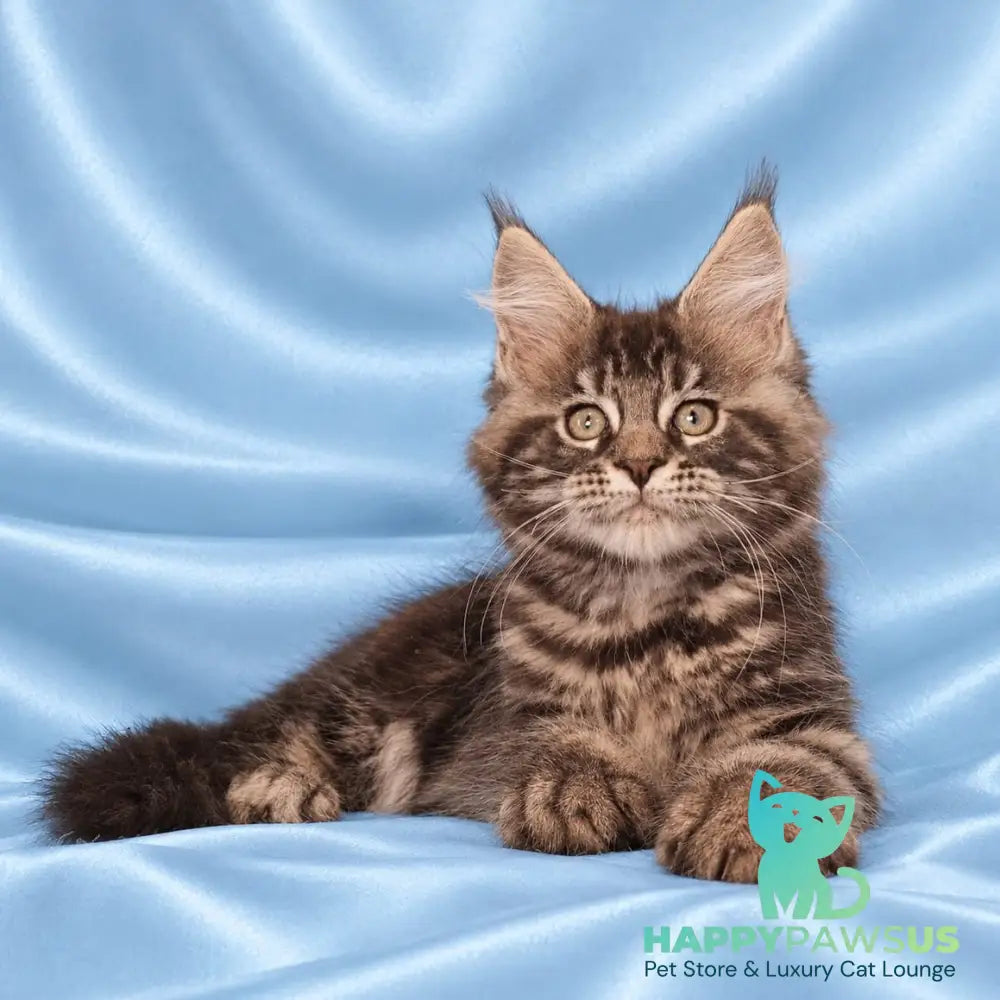 Zachar Maine Coon male black tabby - live animals
