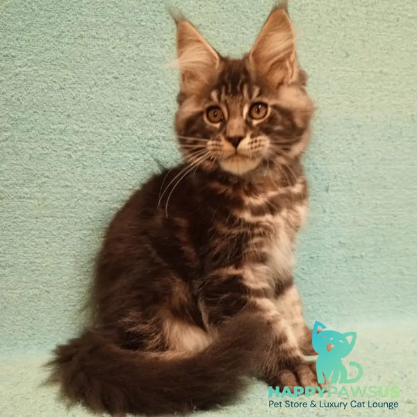 Zachar Maine Coon male black tabby - live animals