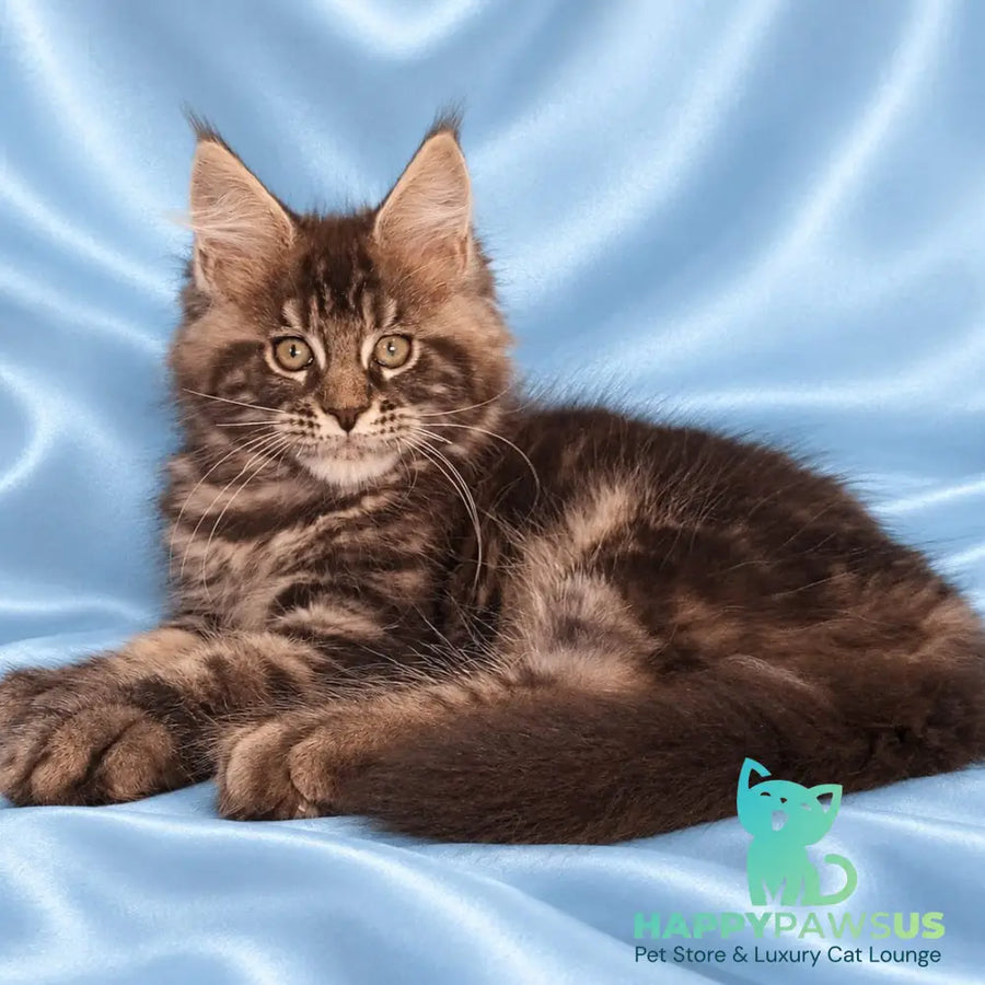 Zachar Maine Coon male black tabby - live animals