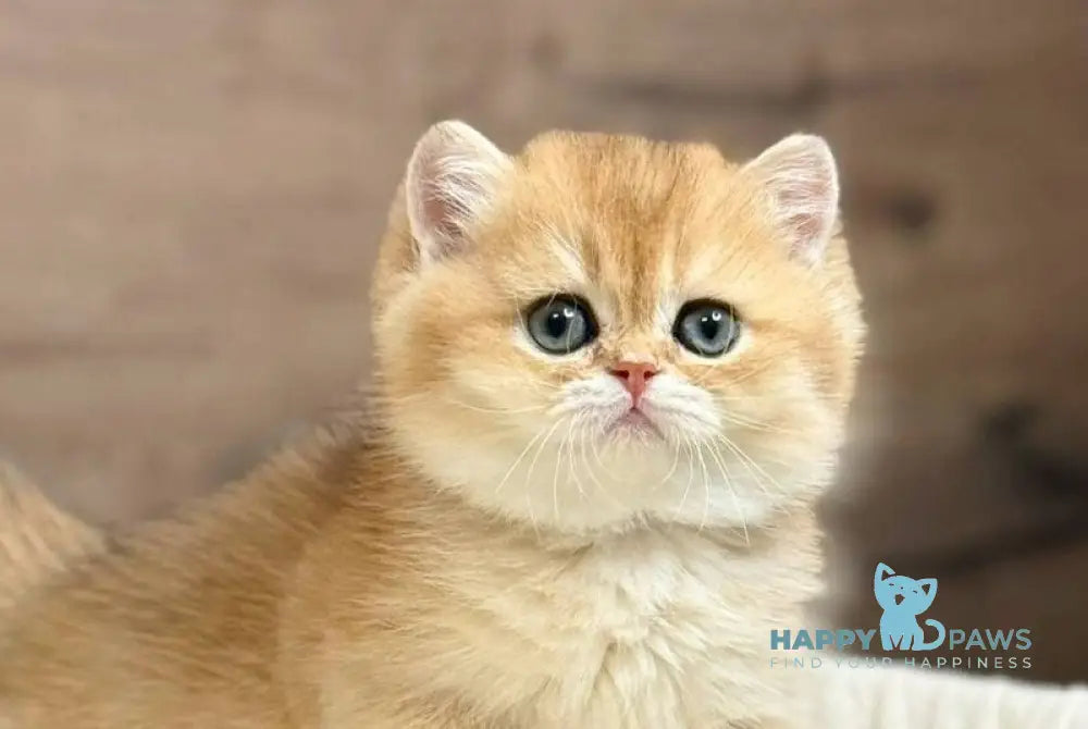 Zachary British Shorthair male black golden shaded live animals