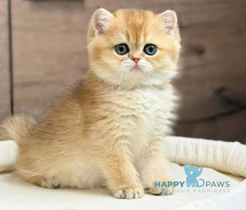 Zachary British Shorthair male black golden shaded live animals