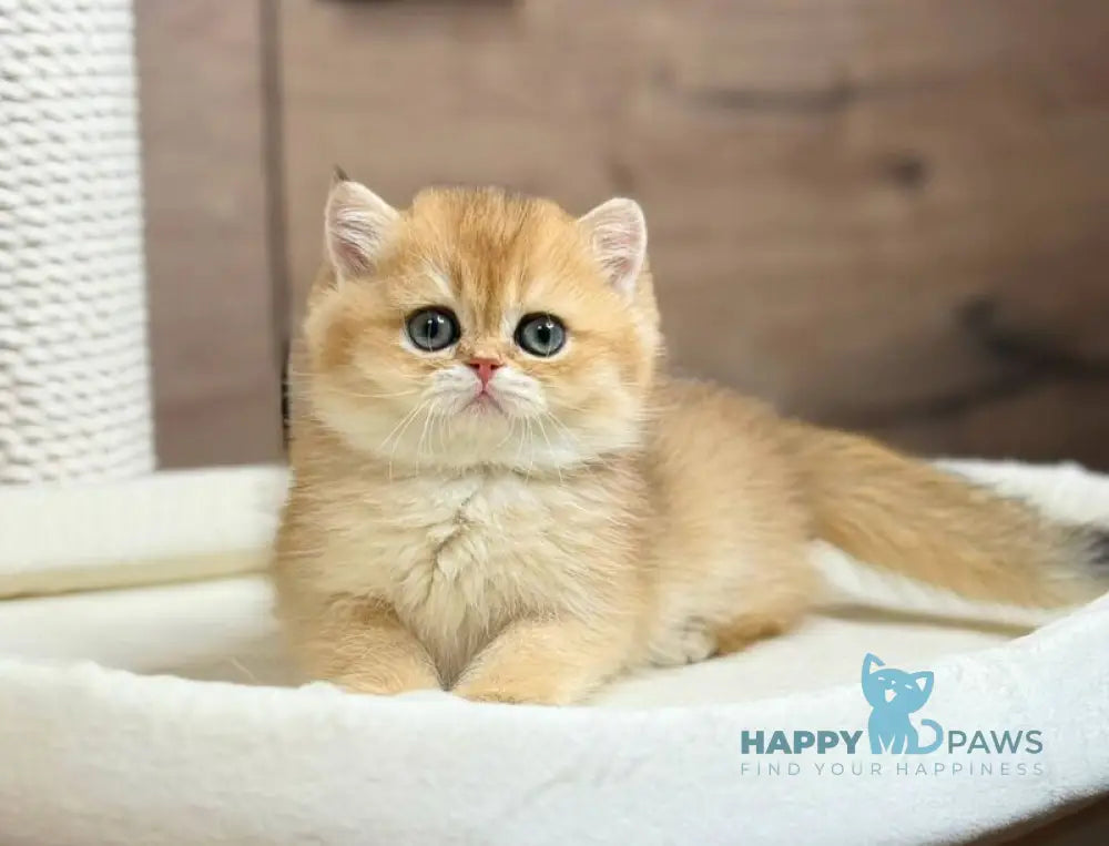 Zachary British Shorthair male black golden shaded live animals