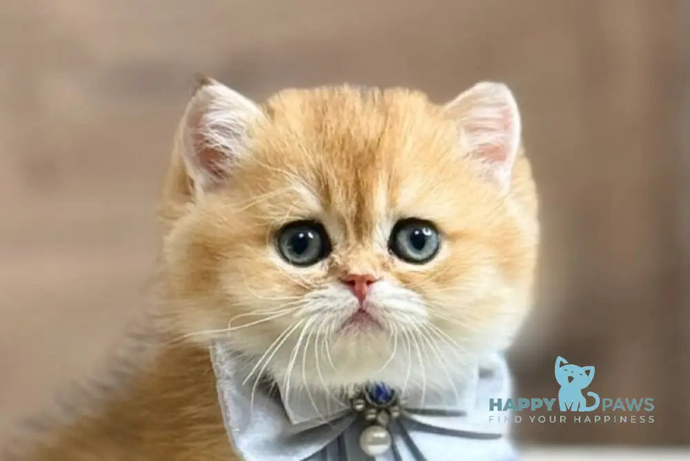 Zachary British Shorthair male black golden shaded live animals