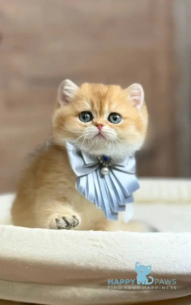 Zachary British Shorthair male black golden shaded live animals