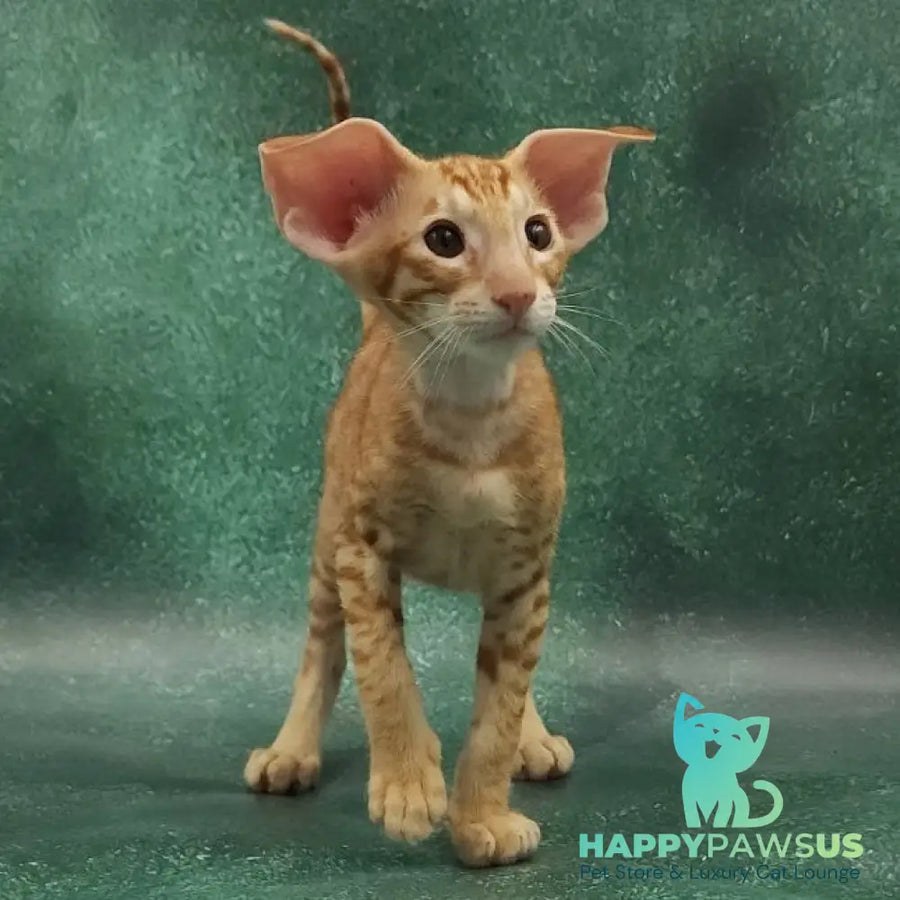 Zachary Oriental Shorthair male red spotted tabby - live animals