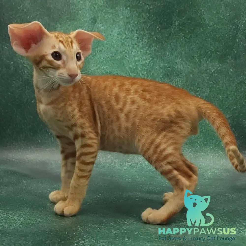 Zachary Oriental Shorthair male red spotted tabby - live animals