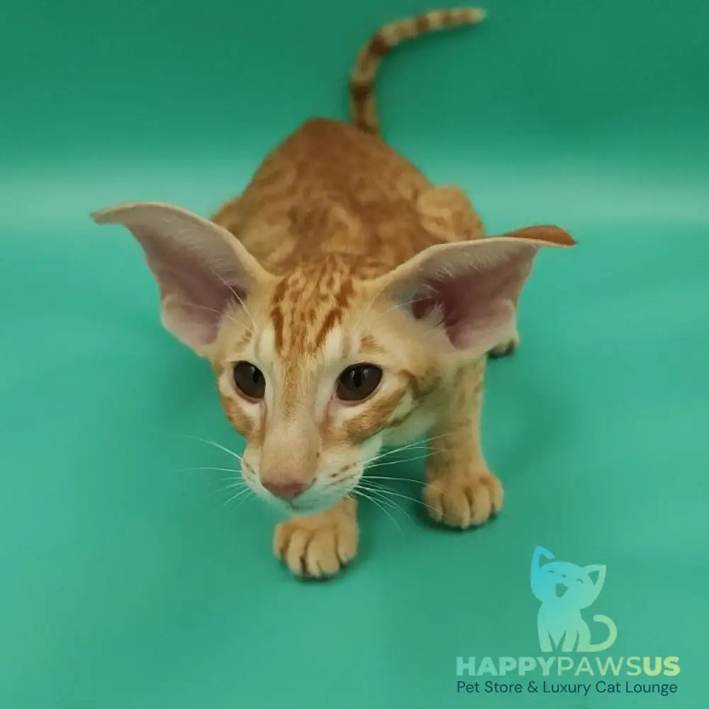 Zachary Oriental Shorthair male red spotted tabby - live animals