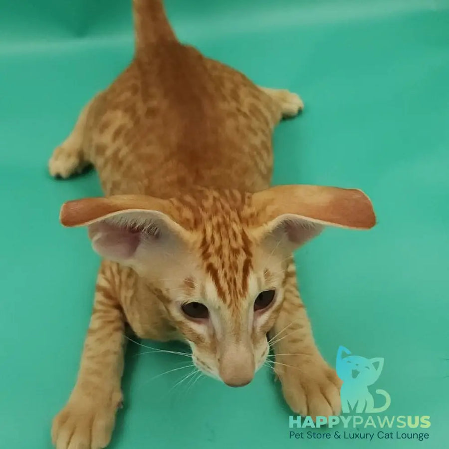 Zachary Oriental Shorthair male red spotted tabby - live animals