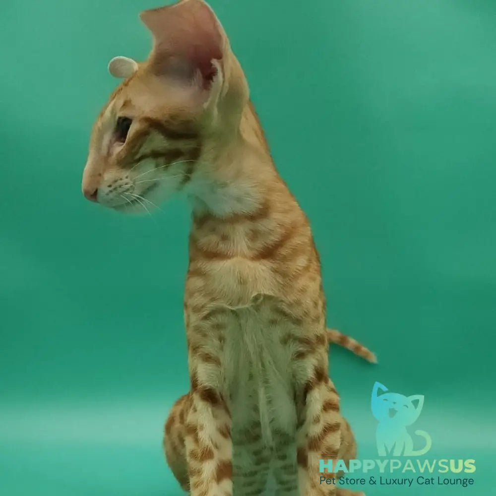 Zachary Oriental Shorthair male red spotted tabby - live animals
