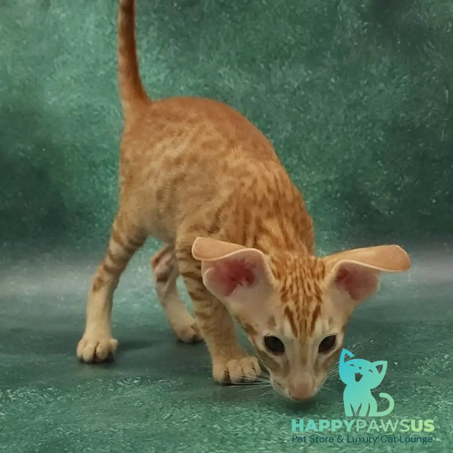 Zachary Oriental Shorthair male red spotted tabby - live animals