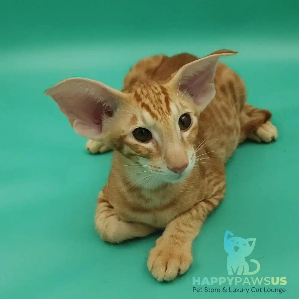 Zachary Oriental Shorthair male red spotted tabby - live animals