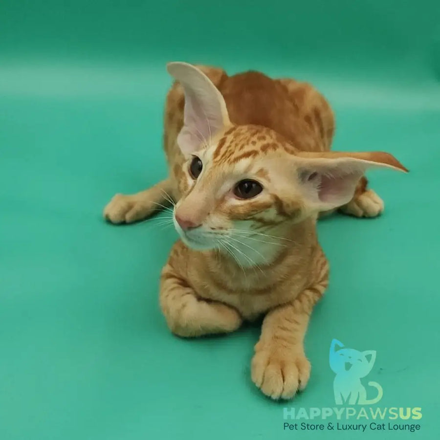 Zachary Oriental Shorthair male red spotted tabby - live animals