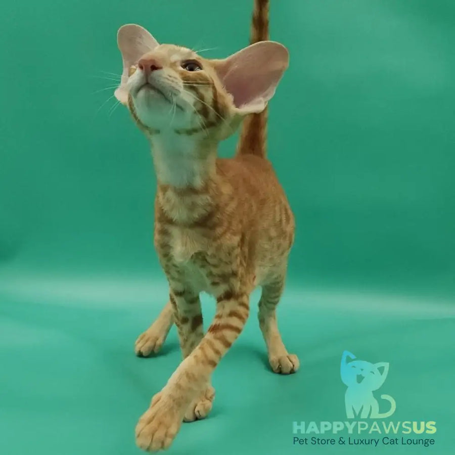 Zachary Oriental Shorthair male red spotted tabby - live animals
