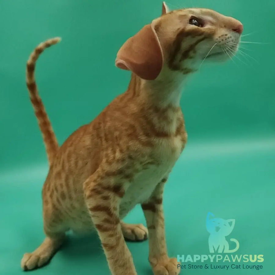 Zachary Oriental Shorthair male red spotted tabby - live animals