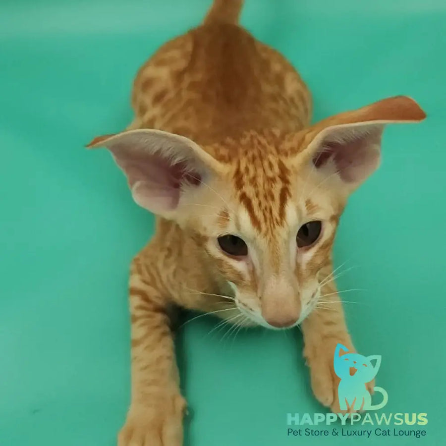 Zachary Oriental Shorthair male red spotted tabby - live animals