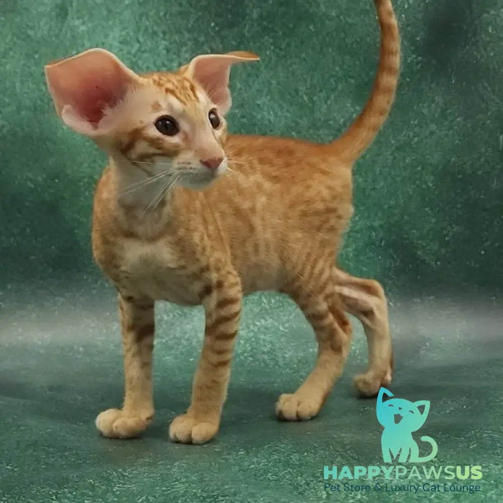 Zachary Oriental Shorthair male red spotted tabby - live animals