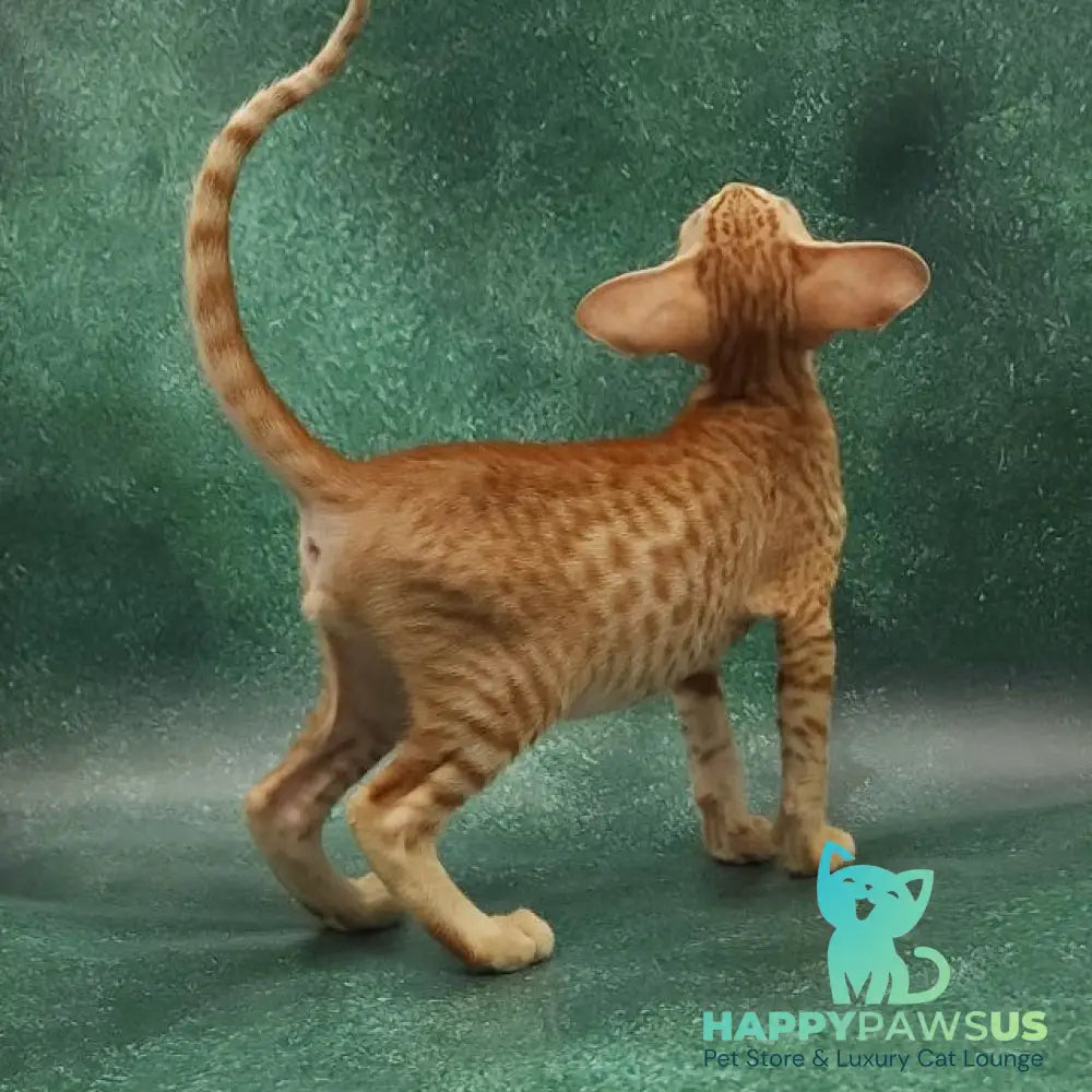 Zachary Oriental Shorthair male red spotted tabby - live animals