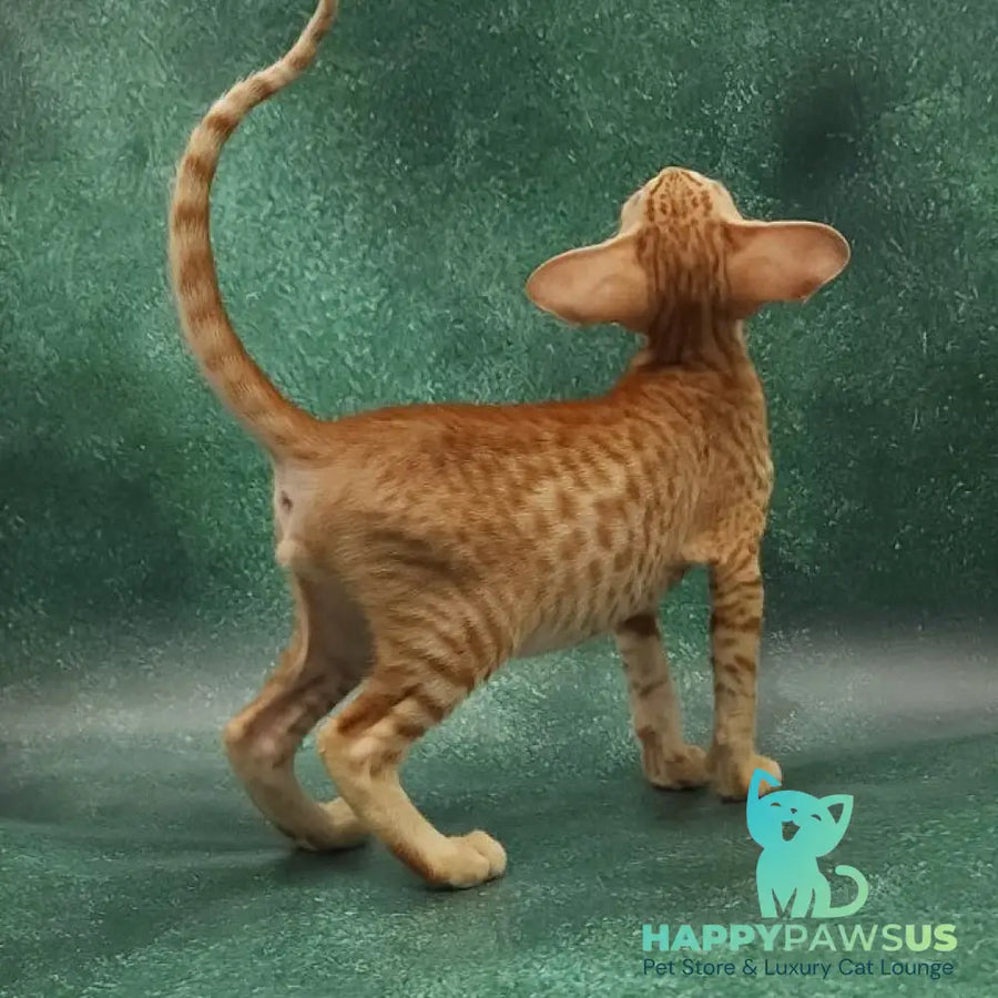 Zachary Oriental Shorthair male red spotted tabby - live animals